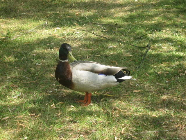 Duck