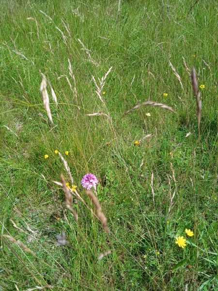 Pyramidal Orchid