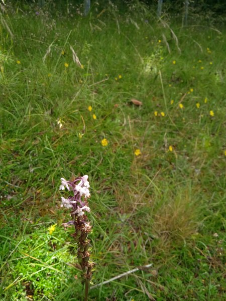 Fragrant Orchid