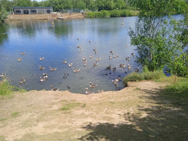 Geese on Lake