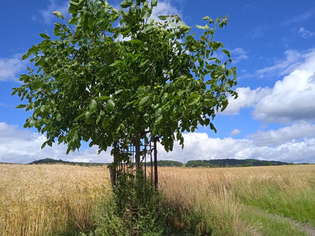 Another Walnut tree